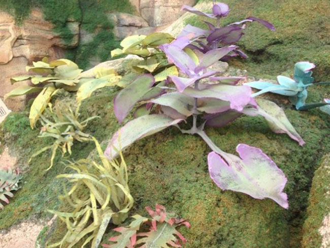 夢(mèng)幻巖石系列TCP